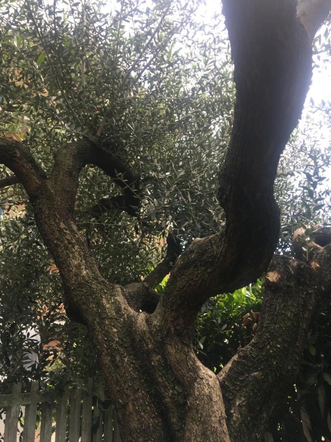 L'Ulivo Διαμέρισμα Ciriè Εξωτερικό φωτογραφία