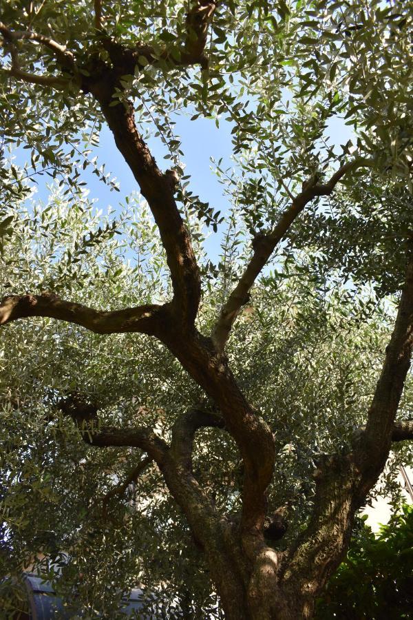 L'Ulivo Διαμέρισμα Ciriè Εξωτερικό φωτογραφία